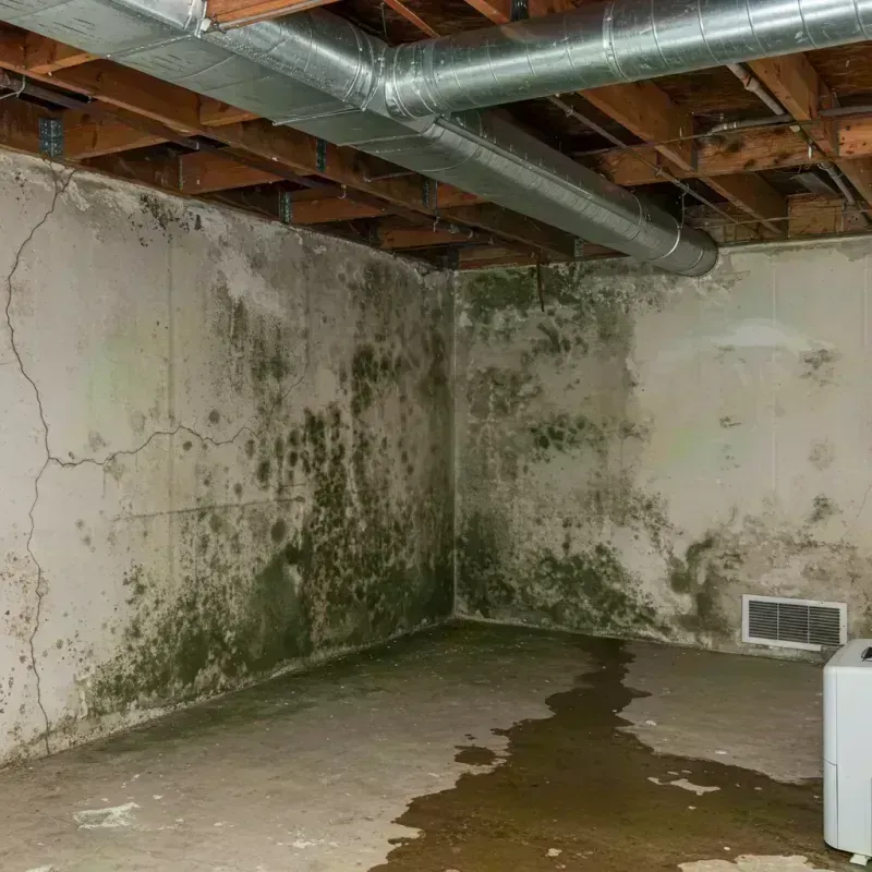 Professional Mold Removal in Mount Zion, IL